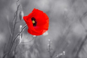 devoir_memoire_campagne_coquelicot_jour_du_souvenir_vie_de_grands_parents-300x200.jpg